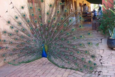 A PEACOCK AT A REST CLOSE TO CANGO CAVES