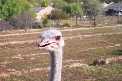 A OSTRICH AT OUTSHORN