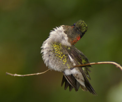 rubythroated_hummingbirds
