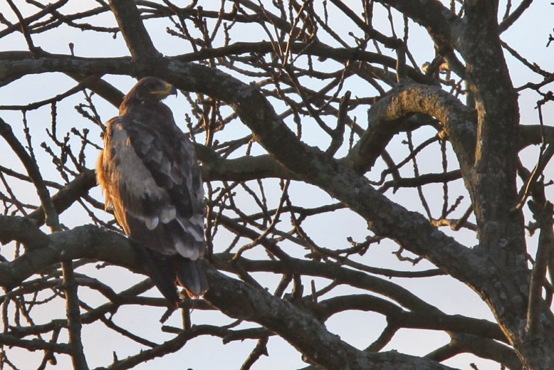 Stpprn - Steppe eagle (Aquila nipalensis)