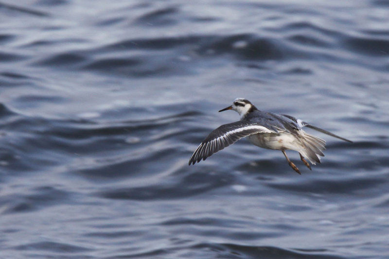 Brednbbad simsnppa - Grey Phalarope (Phalaropus fulicarius)