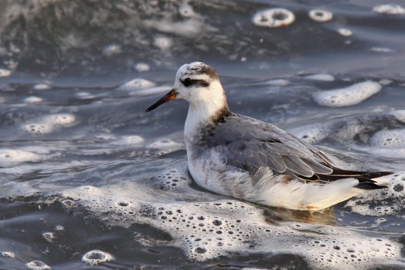 Brednbbad simsnppa - Grey Phalarope (Phalaropus fulicarius)