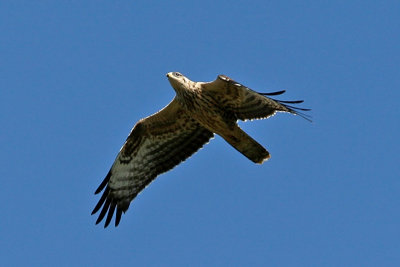 Bivrk - Honey Buzzard (Pernis apivorus)