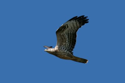 Bivrk - Honey Buzzard (Pernis apivorus)