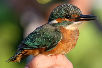 Kungsfiskare - Kingfisher (Alcedo atthis)