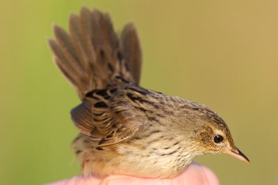 Träsksångare - Lanceolated Warbler (Locustella lanceolata)
