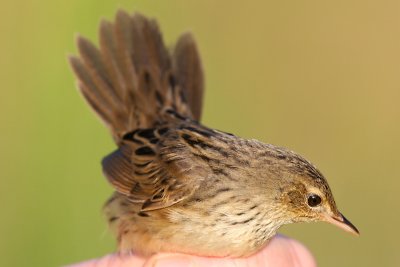 Trsksngare - Lanceolated Warbler (Locustella lanceolata)