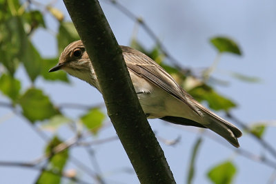 Gr flugsnappare - Spotted Flycatcher (Muscicapa striata)