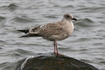 Grtrut - Herring Gull (Larus argentatus)