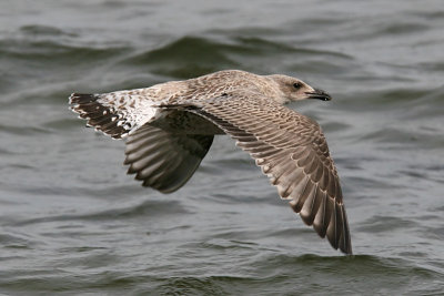 Grtrut - Herring Gull (Larus argentatus)