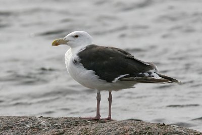 Havstrut - Great Black-backed (Gull Larus marinus)