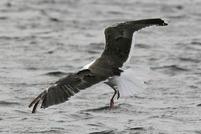 Havstrut Great - Black-backed (Gull Larus marinus)