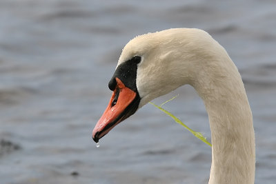 Knlsvan - Mute Swan (Cygnus olor)