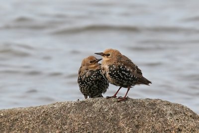 Stare - Starling (Sturnus vulgaris)