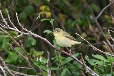 Lvsngare - Willow Warbler (Phylloscopus trochilus)