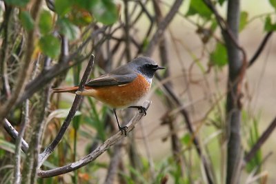 Rdstjrt - Redstart (Phoenicurus phoenicurus)