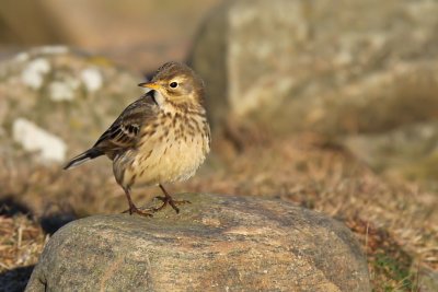 Hedpiplrka - Buff-bellied Pipit (Anthus rubescens)