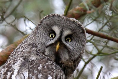 Lappuggla - Great grey owl ( Strix Nebulosa )