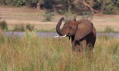 African bush elephant - (Loxodonta africana)