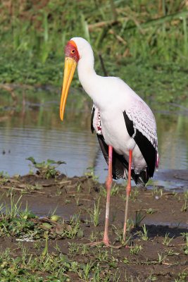Yellow-billed stork - (Mycteria ibis)
