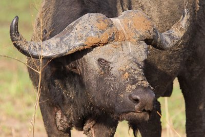 Buffalo - (Syncerus caffer)