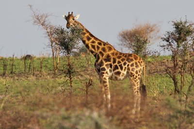 Giraffe - (Giraffa camelopardalis)