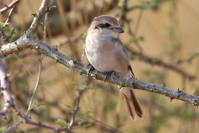 Isabelline shrike - (Lanius isabellinus)