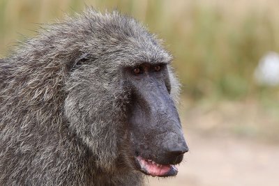 Savanna baboon - (Papio cynocephalus anubis)