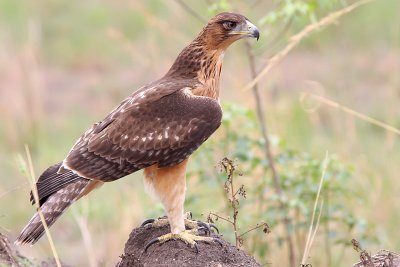 African hawk-eagle - (Hieraaetus spilogaster)