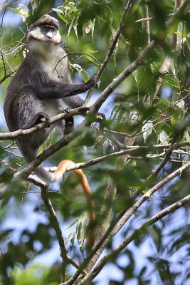 Red-tailed monkey - (Cercopithecus ascanius)