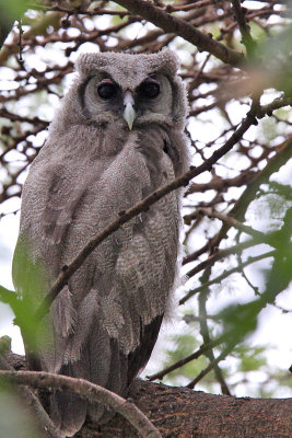 Verreauxs eagle-owl - (Bubo lacteus)