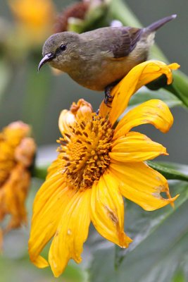 Tiny sunbird - (Cinnyris minulla)