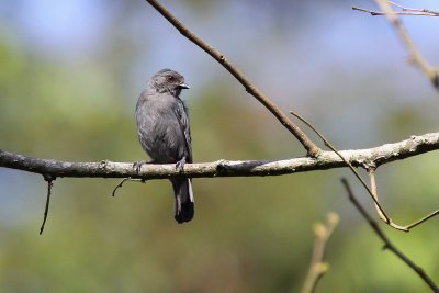 Dusky tit - (Parus funereus)