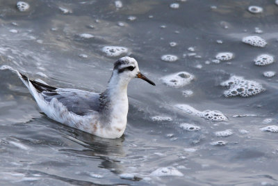 Brednäbbad simsnäppa - Grey Phalarope (Phalaropus fulicarius)