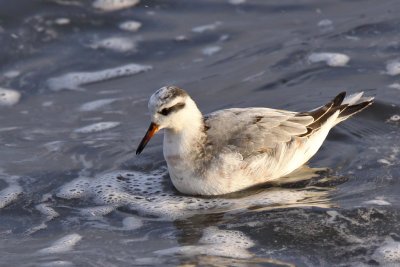 Brednbbad simsnppa - Grey Phalarope (Phalaropus fulicarius)