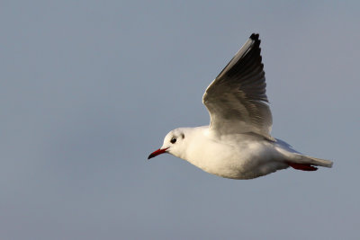 Skrattms - Black-headed Gull (Larus ridibundus)