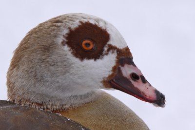 Nilgs - Egyptian goose (Alopechen aegyptiacus)