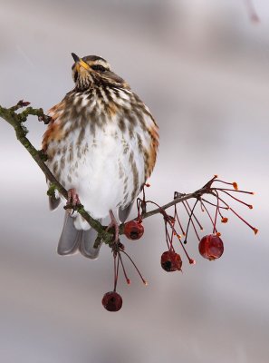 Rdvingetrast - Redwing (Turdus iliacus)