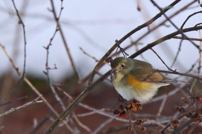 Blåstjärt - Red-flanked Bluetail (Tarsiger cyanurus)