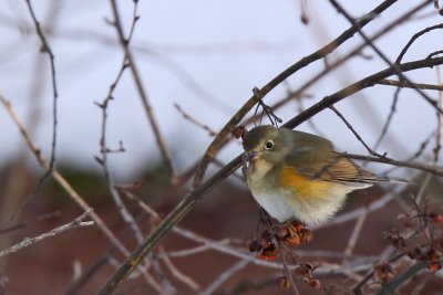 Blstjrt - Red-flanked Bluetail (Tarsiger cyanurus)