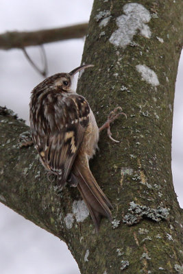 Trdgrdstrdkrypare- Short-toed Treecreeper (Certhia brachydactyla)