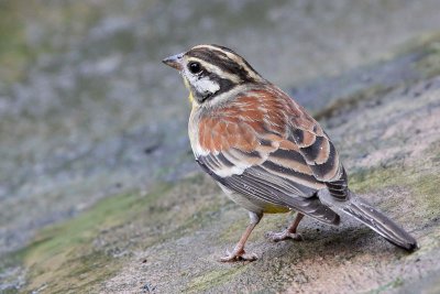 Golden-breasted bunting - (Emberiza flaviventris)