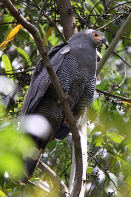 African harrier-hawk - (Polyboroides typus)
