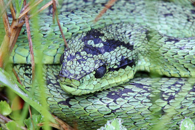 Great Lakes bush viper - (Atheris nitschei)