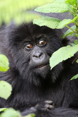 Eastern gorilla - (Gorilla berengei)