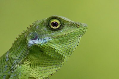 Green-crested lizard