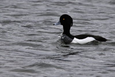 Vigg -Tufted Duck (Aythya fuligula)