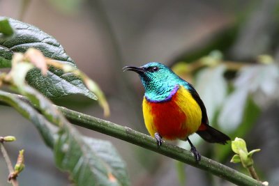 Regal sunbird - (Cinnyris regia)