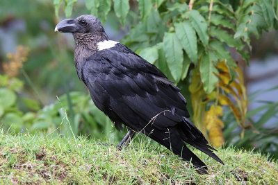 White-necked raven - (Corvus albicollis)