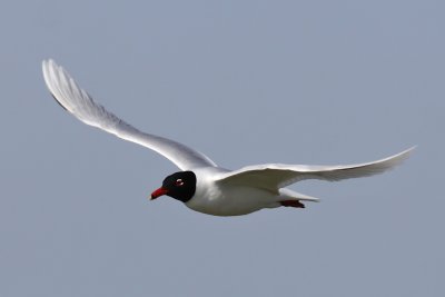 Svarthuvad ms - Mediterranean Gull (Larus melanocephalus)